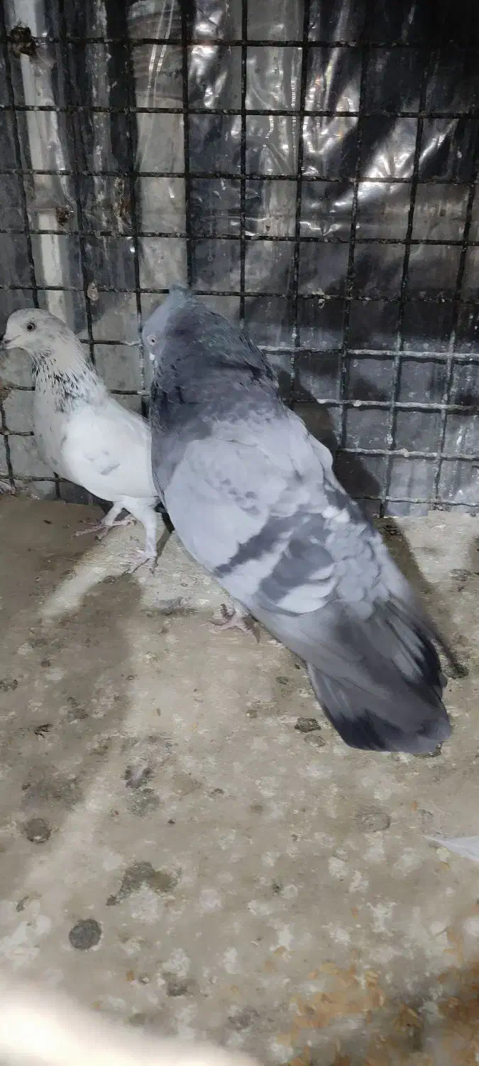 کبوتر  کله دم سبز|پرنده|ری, علایین|دیوار