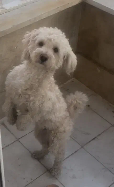 سگ پودل گمشده|حیوانات|کرج, شهرک اوج|دیوار