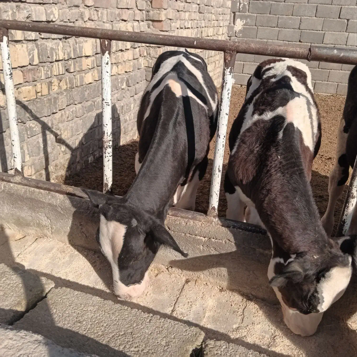 گوساله قطع شیر هلشتاین نر|حیوانات مزرعه|ساوه, |دیوار