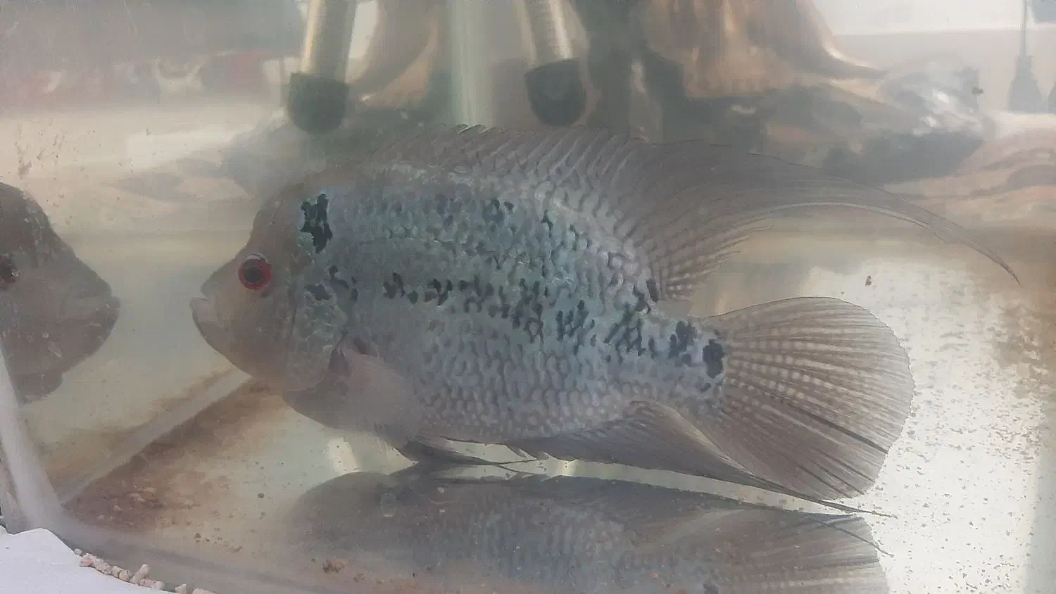 ماهی فلاور.|ماهی|سهند, |دیوار