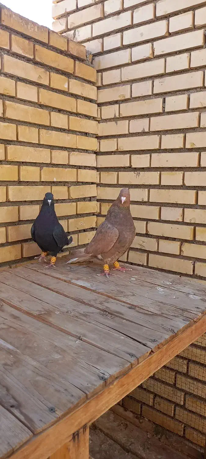 کبوتر دم سفید|پرنده|مبارکه, |دیوار