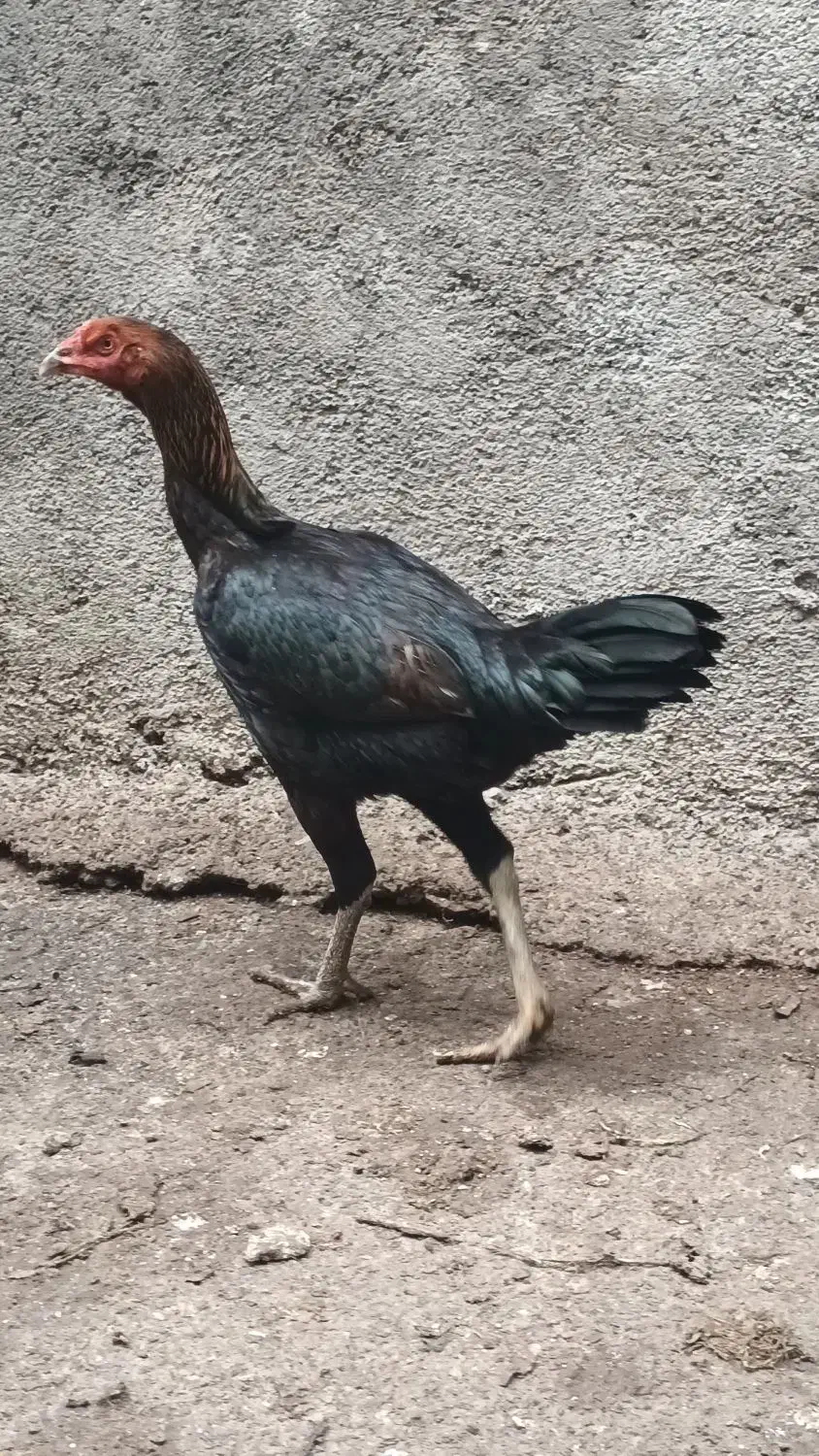 سه عدد مرغ لاری تخمگذار|حیوانات مزرعه|کردکوی, |دیوار