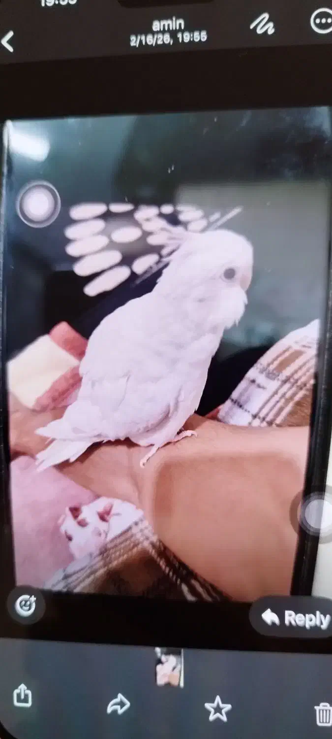 گمشده|حیوانات|بندرعباس, |دیوار