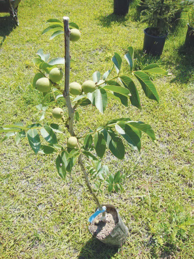 نهالستان تخصصی انواع نهال مثمر و غیر مثمر|خدمات باغبانی و درختکاری|مشهد, پروین اعتصامی|دیوار