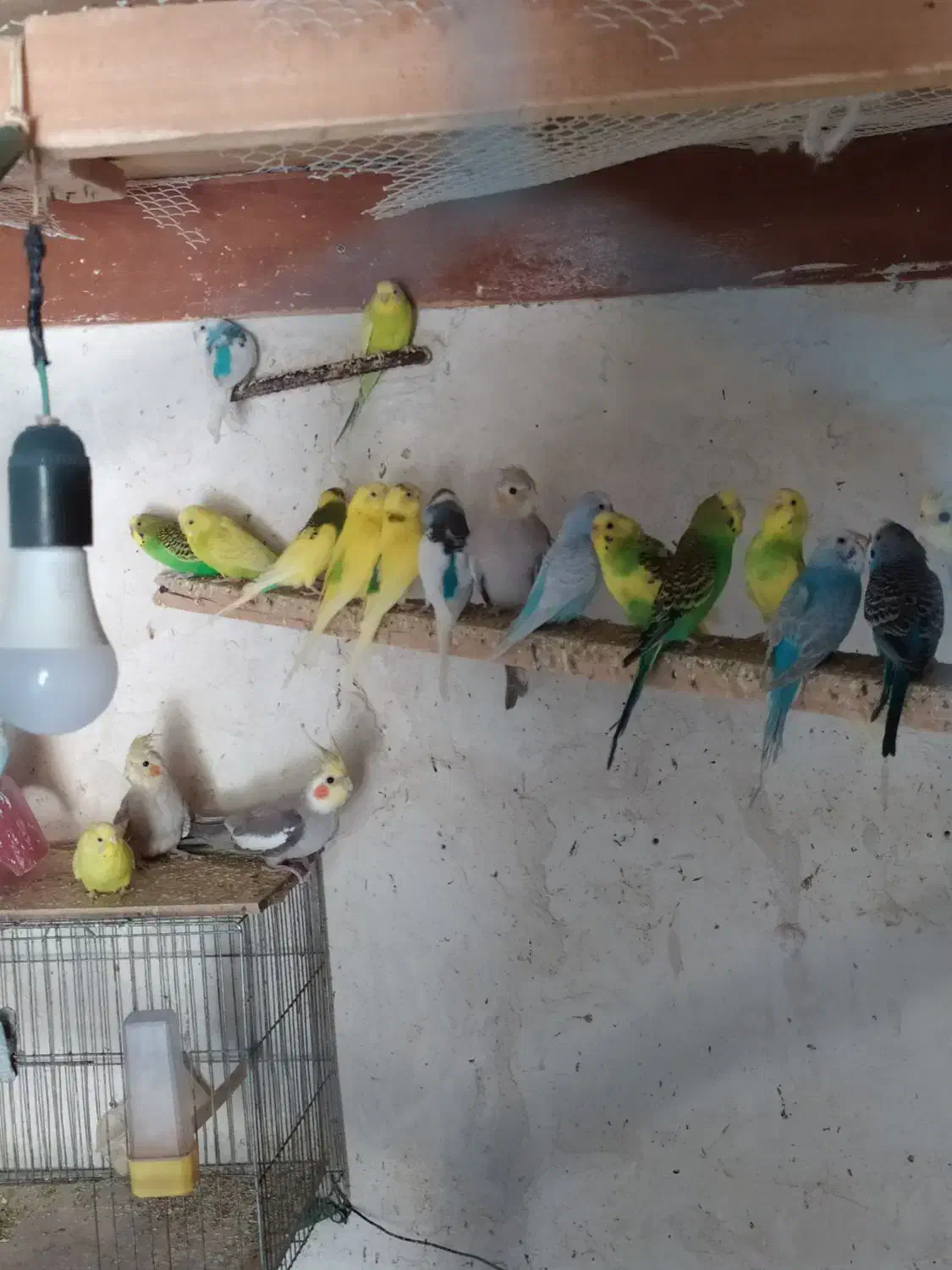 مرغ عشق|پرنده|عجب شیر, |دیوار