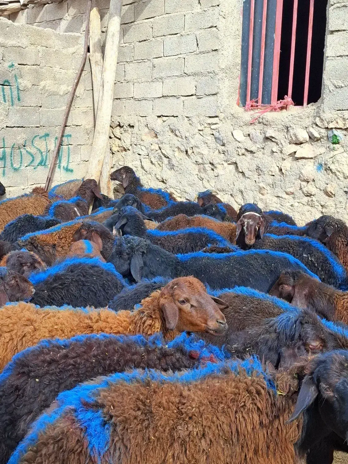 50راس نر داشتی|حیوانات مزرعه|زنجان, |دیوار