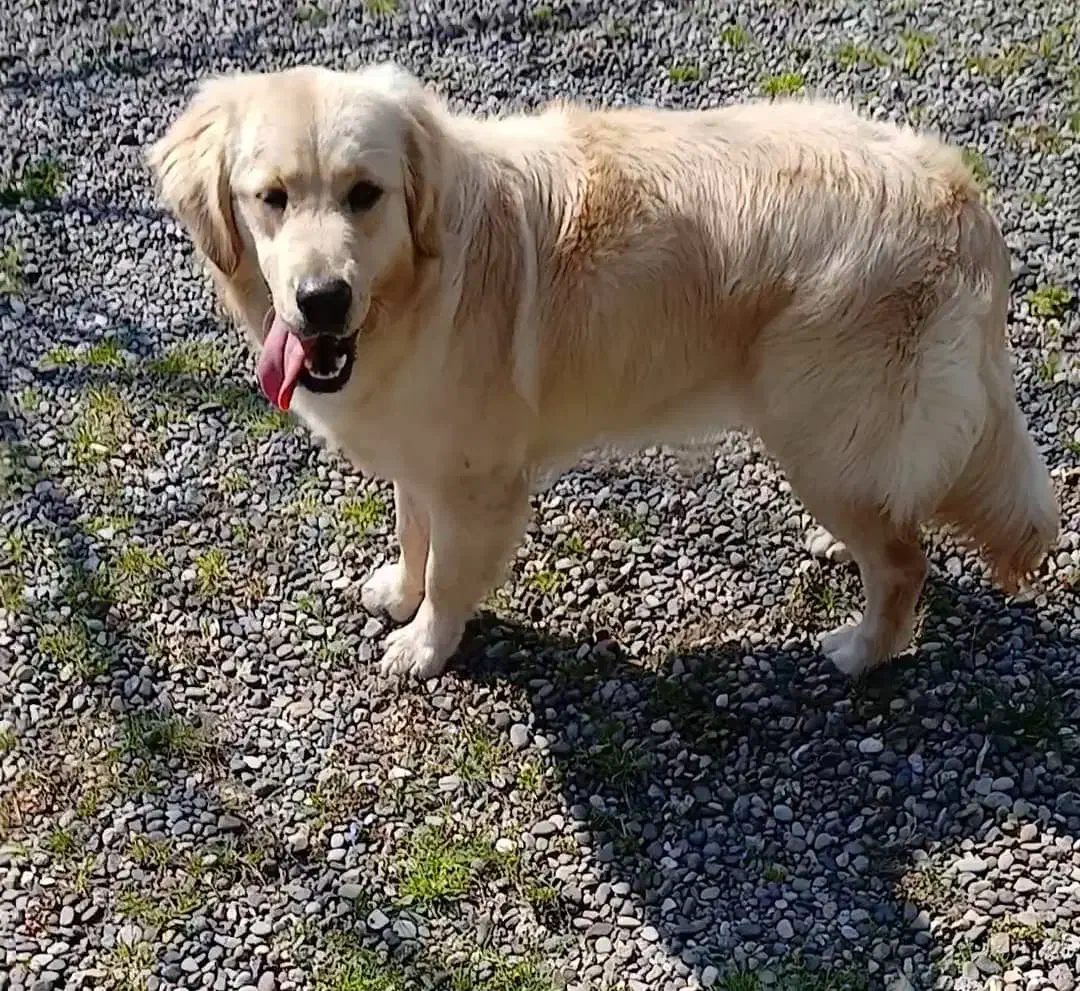 سگ گلدن|سگ|لشت نشا, |دیوار