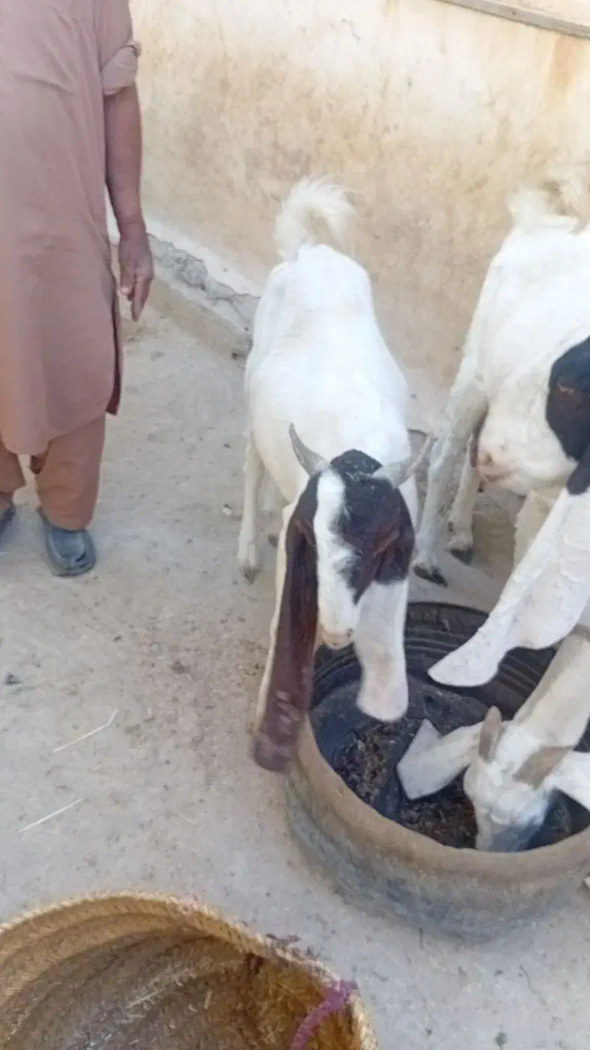 بز ماده شیری|حیوانات مزرعه|هیدوچ, |دیوار