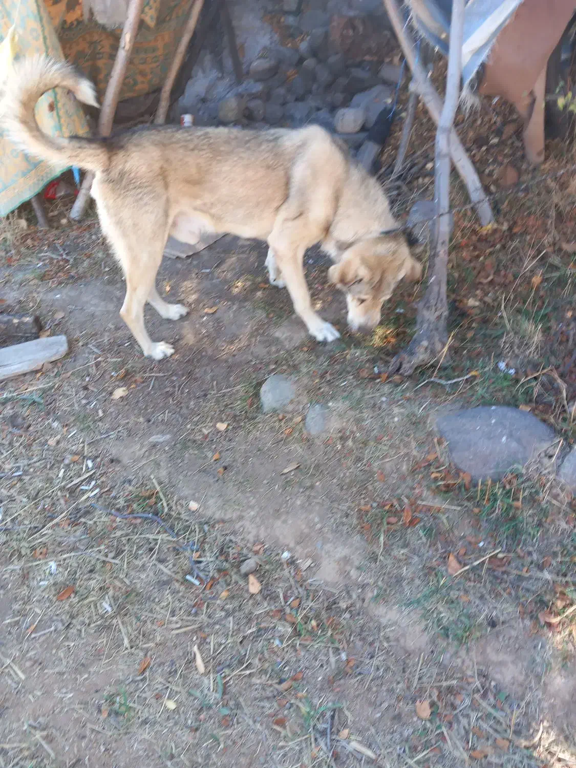 سگ عراقی|سگ|اردبیل, |دیوار