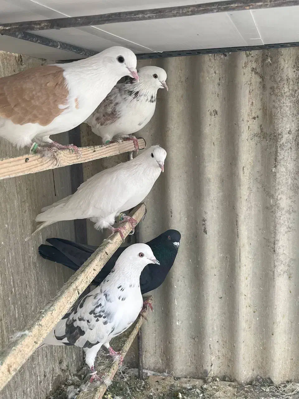 کبوتر پرشی یکجا|پرنده|دماوند, گیلاوند|دیوار