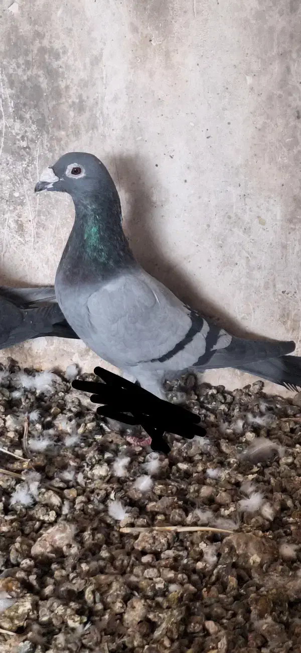 بالاخواف|پرنده|سلامی, |دیوار