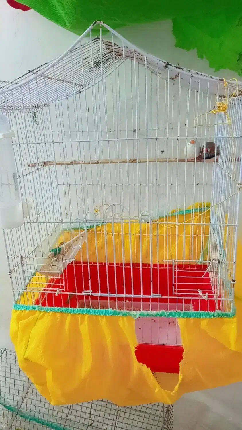 فنج|پرنده|بندر امام خمینی, |دیوار