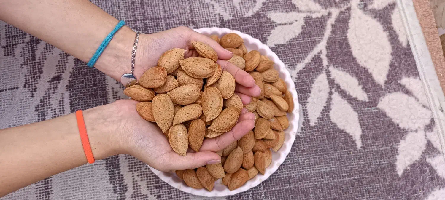 بادام سنگی تو پر و درشت|عمدهفروشی|مرند, |دیوار