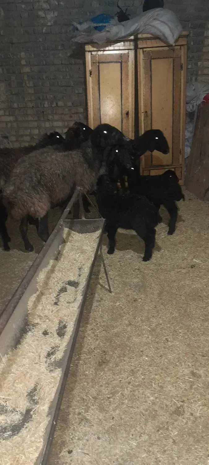 میش بردار بز گوسفند قوچ|حیوانات مزرعه|جوادآباد, |دیوار