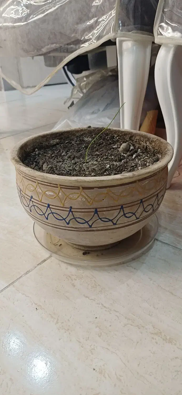 گلدان های سفالی|گل و گیاه طبیعی|قدس, شهر‌قدس|دیوار