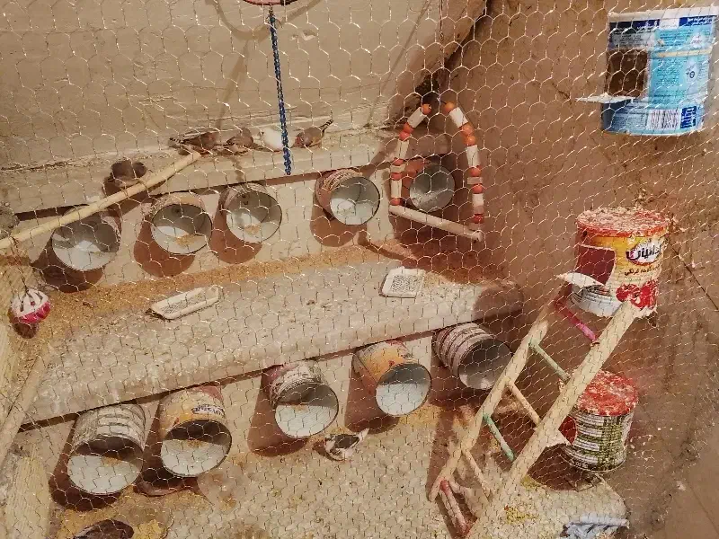 فنج|پرنده|ساوه, |دیوار