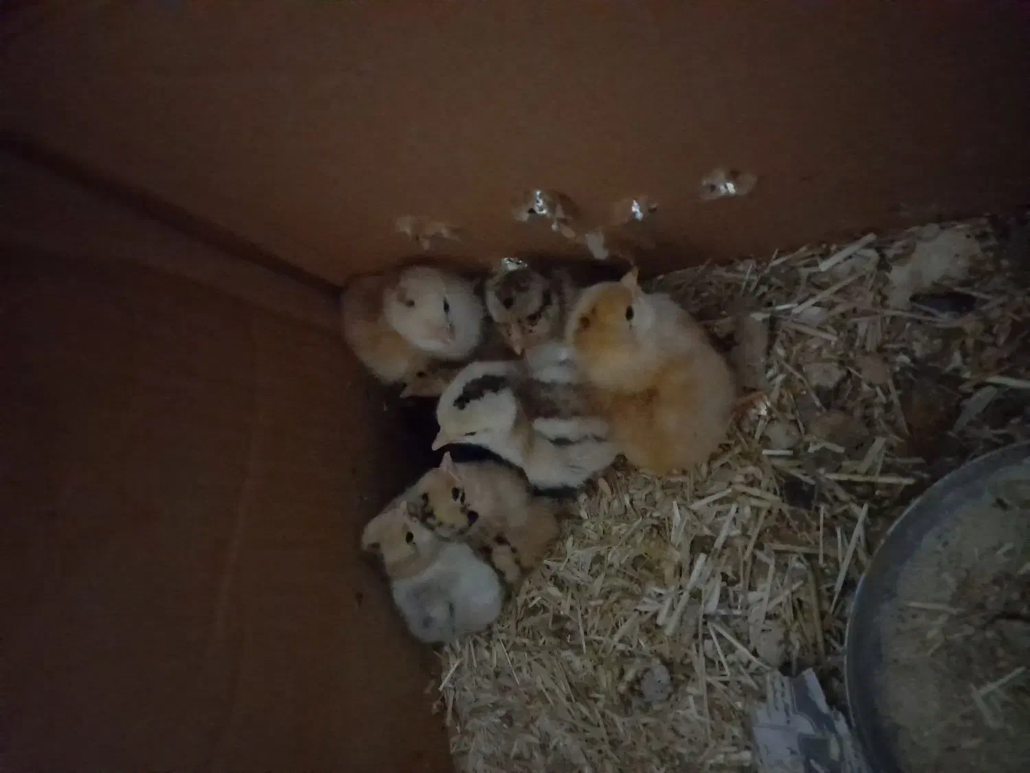 جوجه عربی|حیوانات مزرعه|بندر ماهشهر, |دیوار