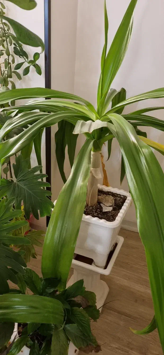 گل و گیاه|گل و گیاه طبیعی|شاهین‌شهر, فردوسی|دیوار