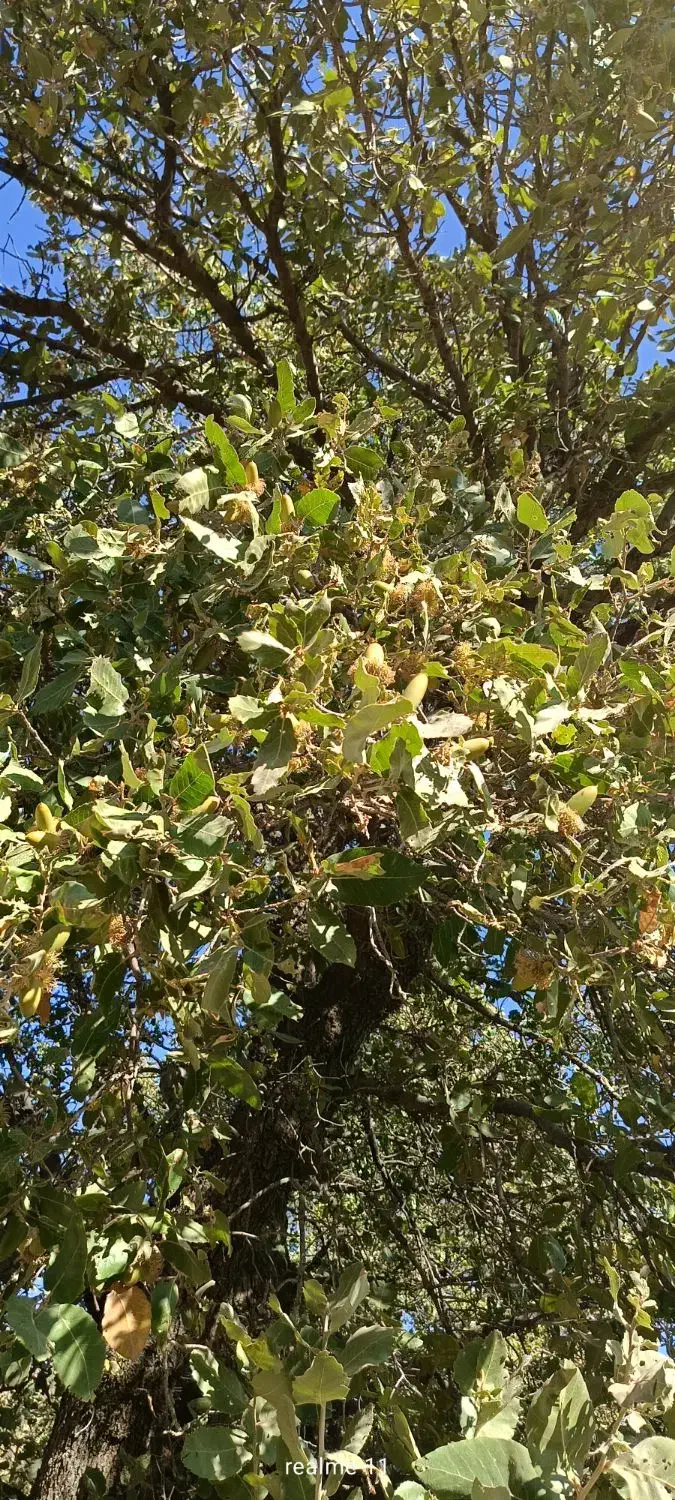 بلوط|خوردنی و آشامیدنی|سروآباد, |دیوار