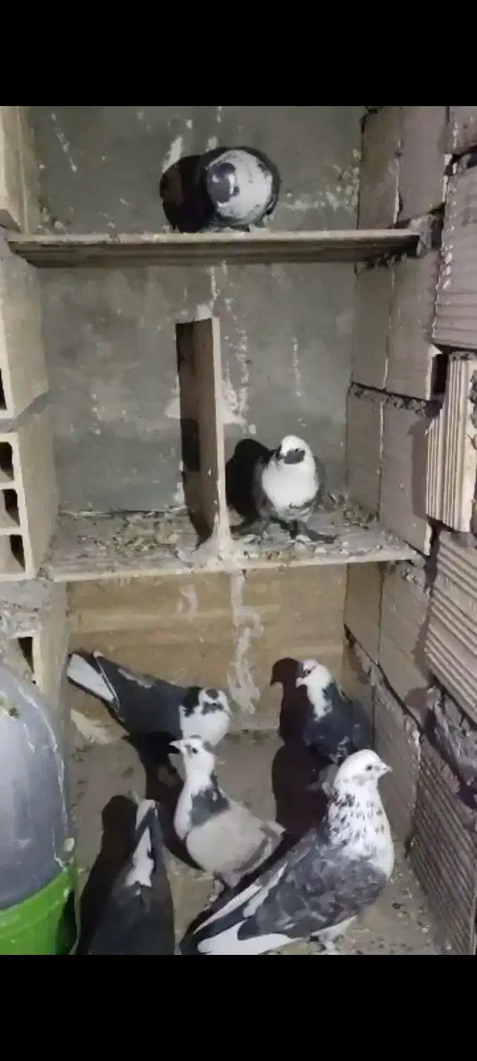 7عدد کبوتر نقش قیمت 4900|پرنده|سیرجان, |دیوار