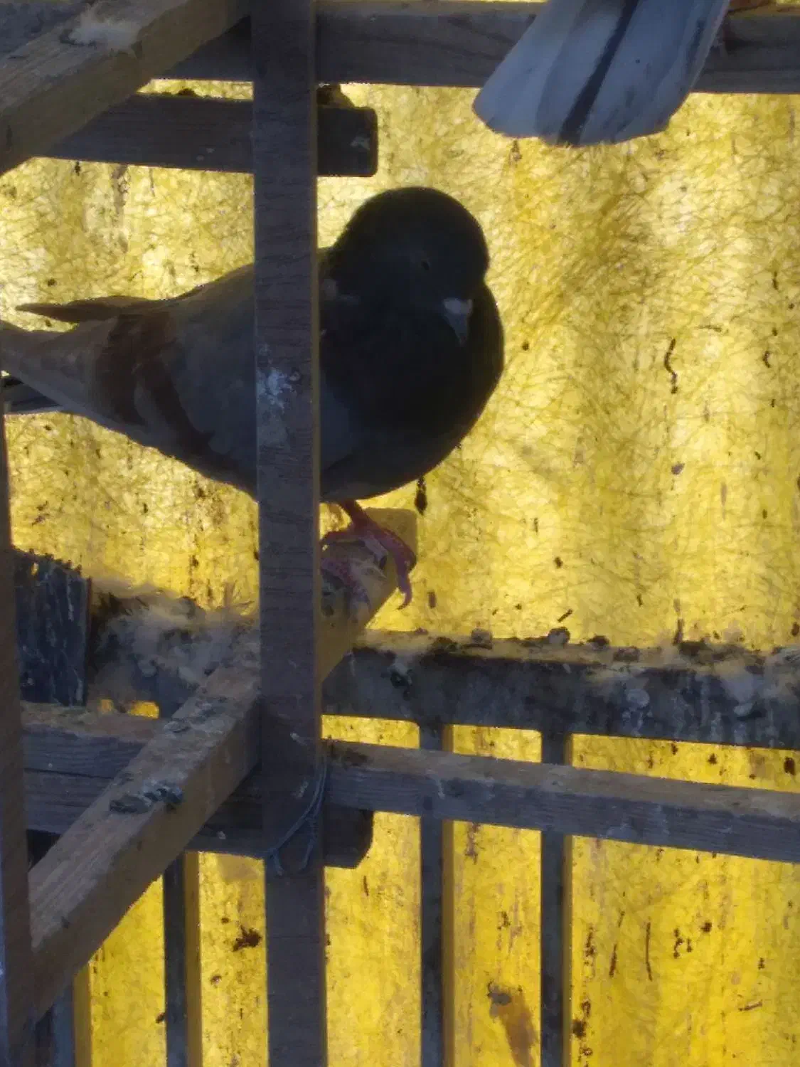 کبوتر|پرنده|تهران, سبلان (لشگر)|دیوار