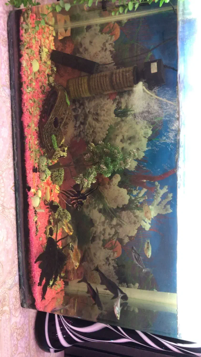 آکواریوم با تمام ماهی و تزئیناتش|ماهی|رباطکریم, رباطکریم|دیوار