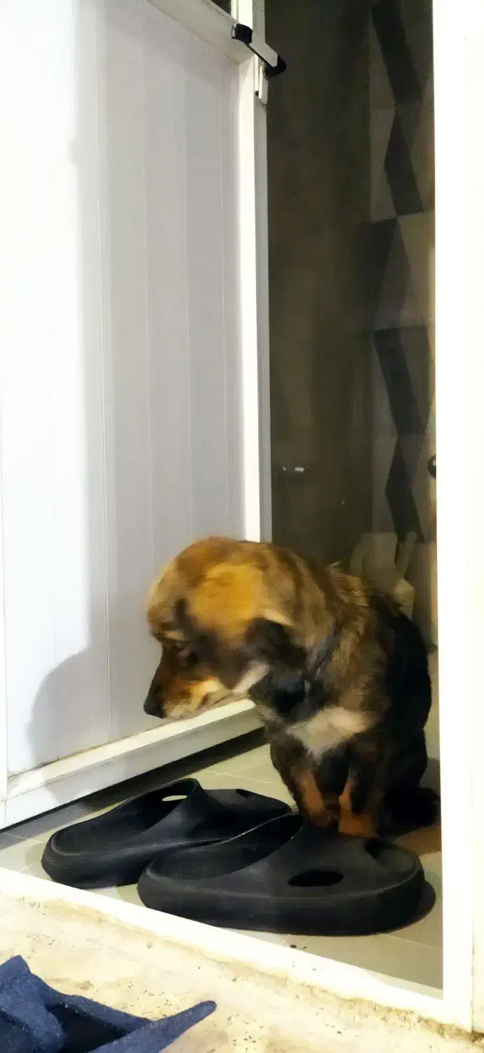 یک سگ پیدا شده|سگ|خمینی‌شهر, |دیوار