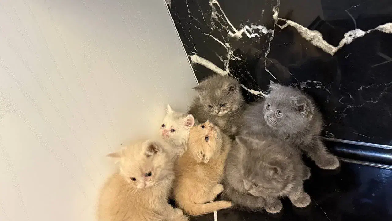 بچه گربه|گربه|تهران, پرستار|دیوار