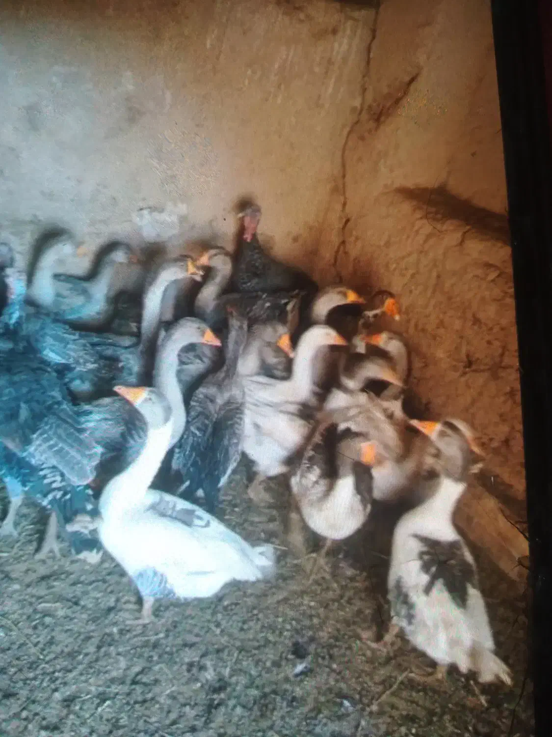 فروش غاز و بوقلمون|حیوانات مزرعه|اقلید, |دیوار