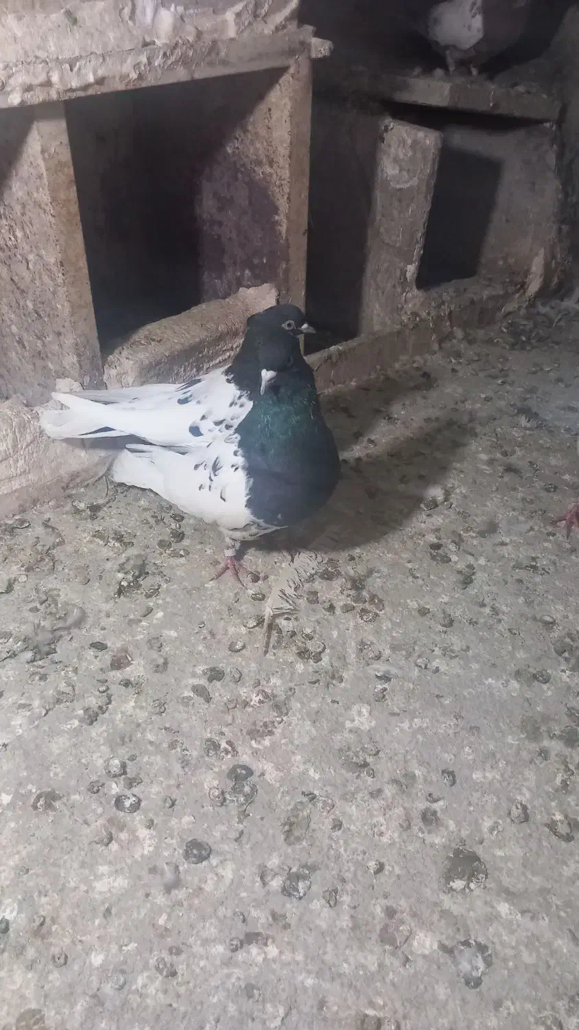 کبوتر نر و ماده کله سیاه|پرنده|اشترینان, |دیوار