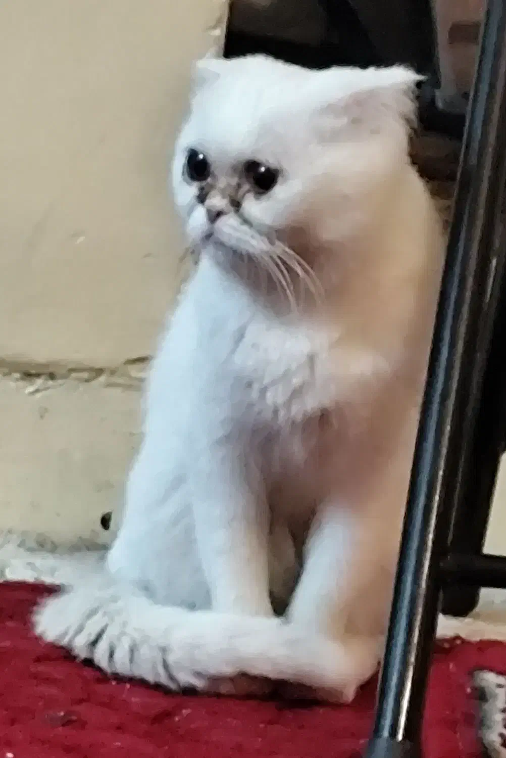 گربه اسکاتیش فلد اسکاتلندی (خیلی اروم وبی صداهست)|گربه|زاهدان, |دیوار