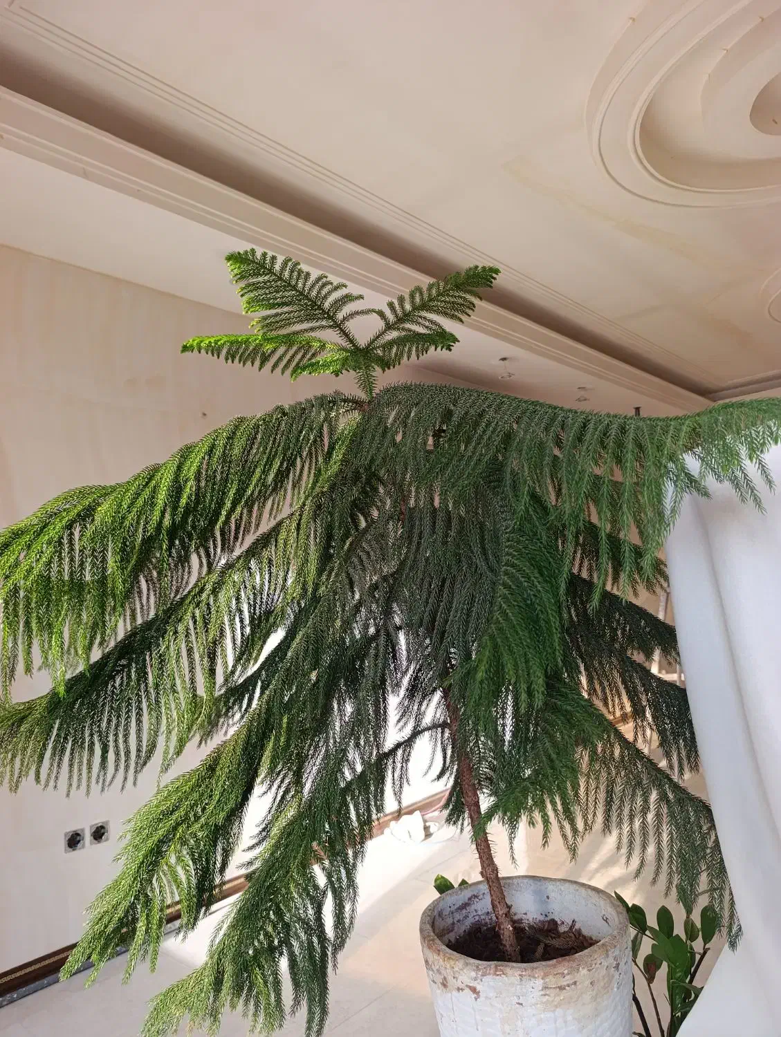 گیاه آپارتمانی|گل و گیاه طبیعی|رباط‌کریم, رباط‌کریم|دیوار