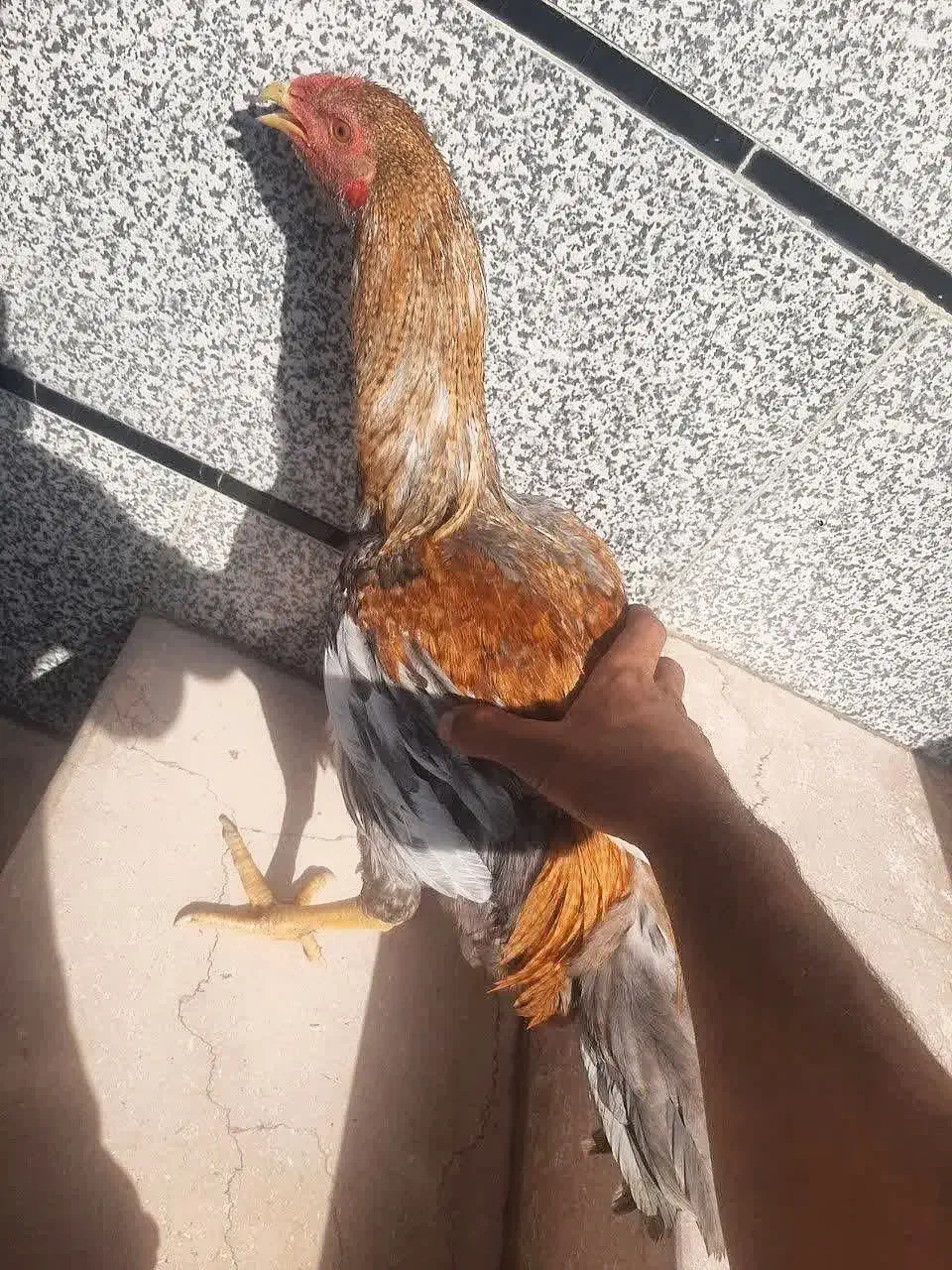 جوجه خروس لاری|حیوانات مزرعه|گلوگاه بابل (گلیا), |دیوار