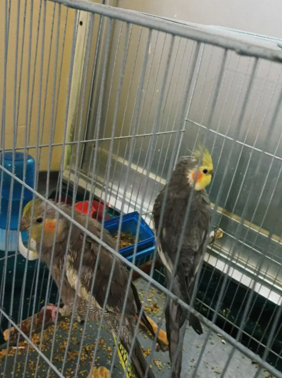 یک جفت عروس هلندی|پرنده|آشخانه, |دیوار