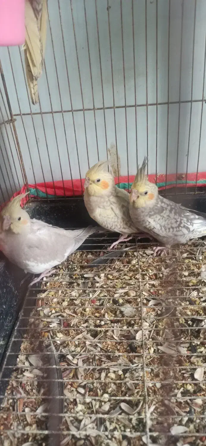 بهترین نژادهای عروس هلندی پنج ماهه|پرنده|هرسین, |دیوار