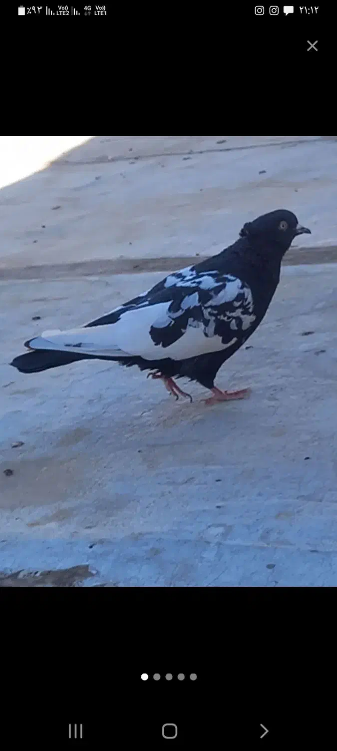 سینه سیاه قره سبز|پرنده|تربت جام, شهید نصرالهی|دیوار