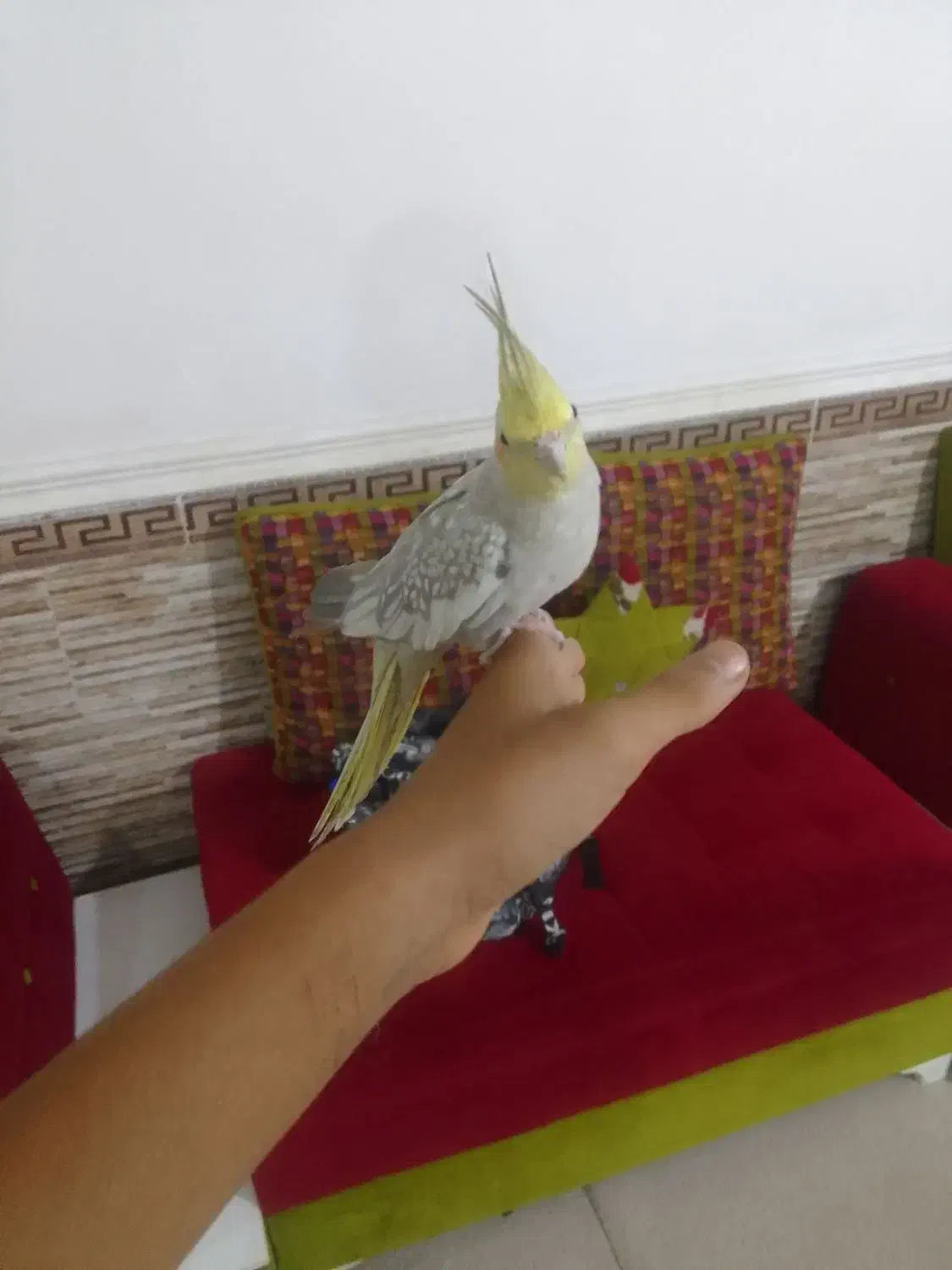 عروس هلندی|پرنده|بندر گناوه, |دیوار