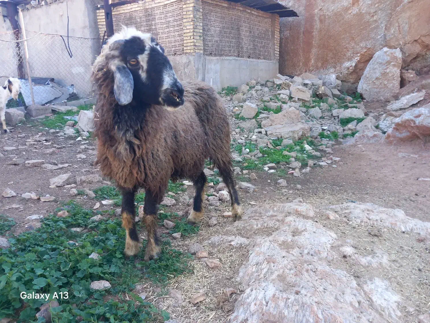 میش ۱۲میلیون|حیوانات مزرعه|مسجد سلیمان, |دیوار