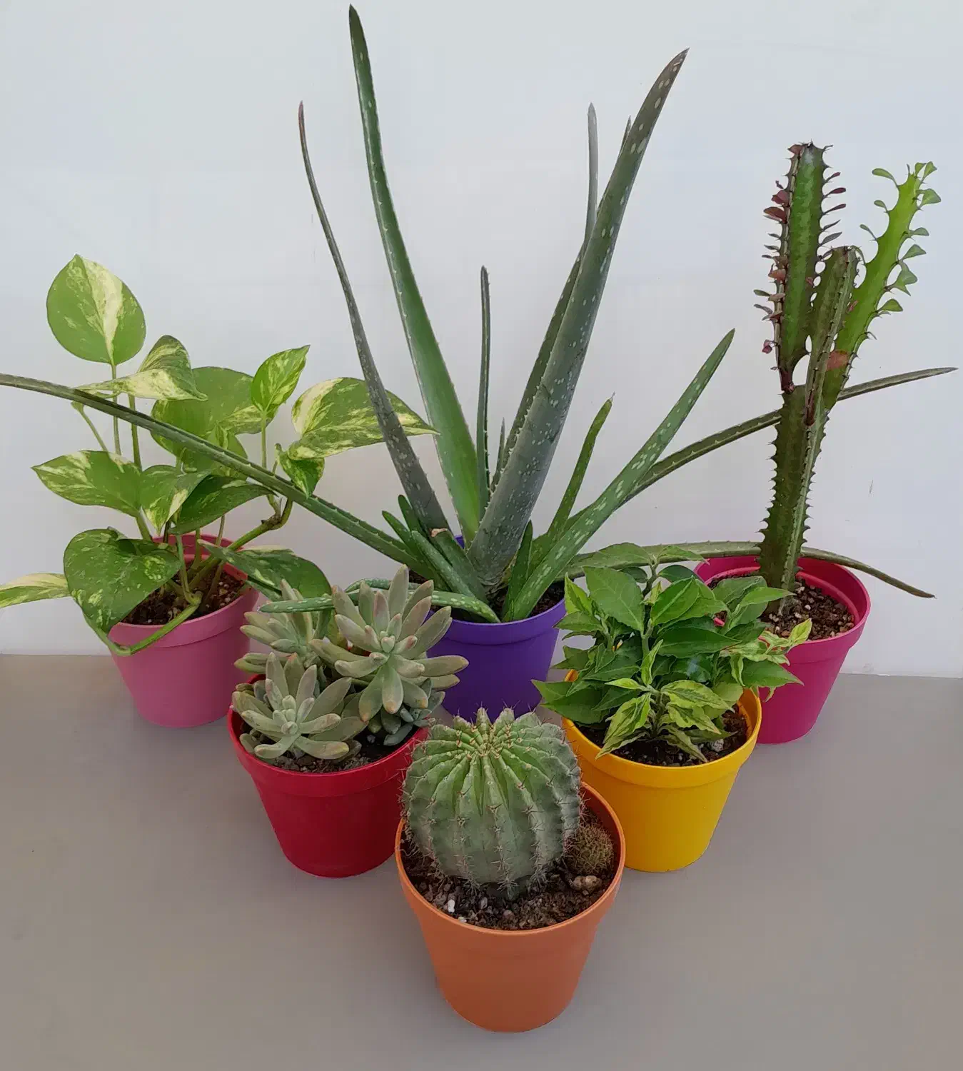 گل وگیاه زیبا|گل و گیاه طبیعی|تهران, بنی‌هاشم|دیوار