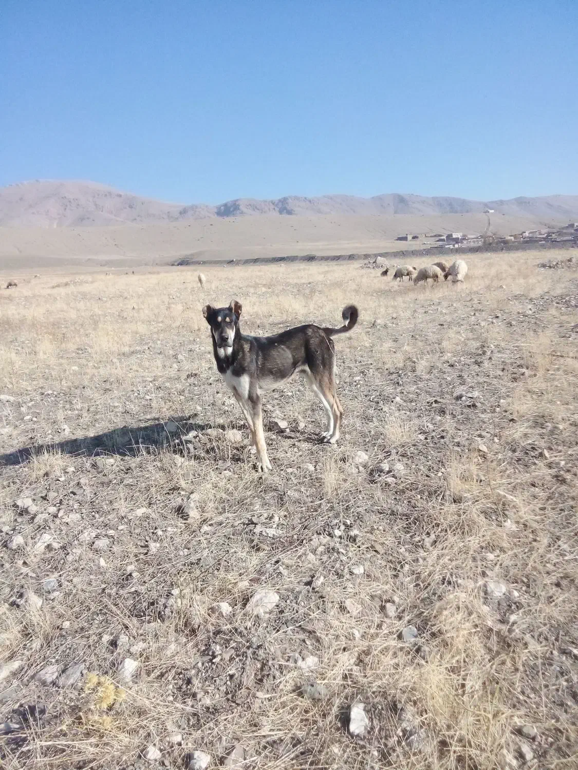 شهرستان‌چایپاره‌روستای‌شورجاع|سگ|قره ضیاالدین, |دیوار