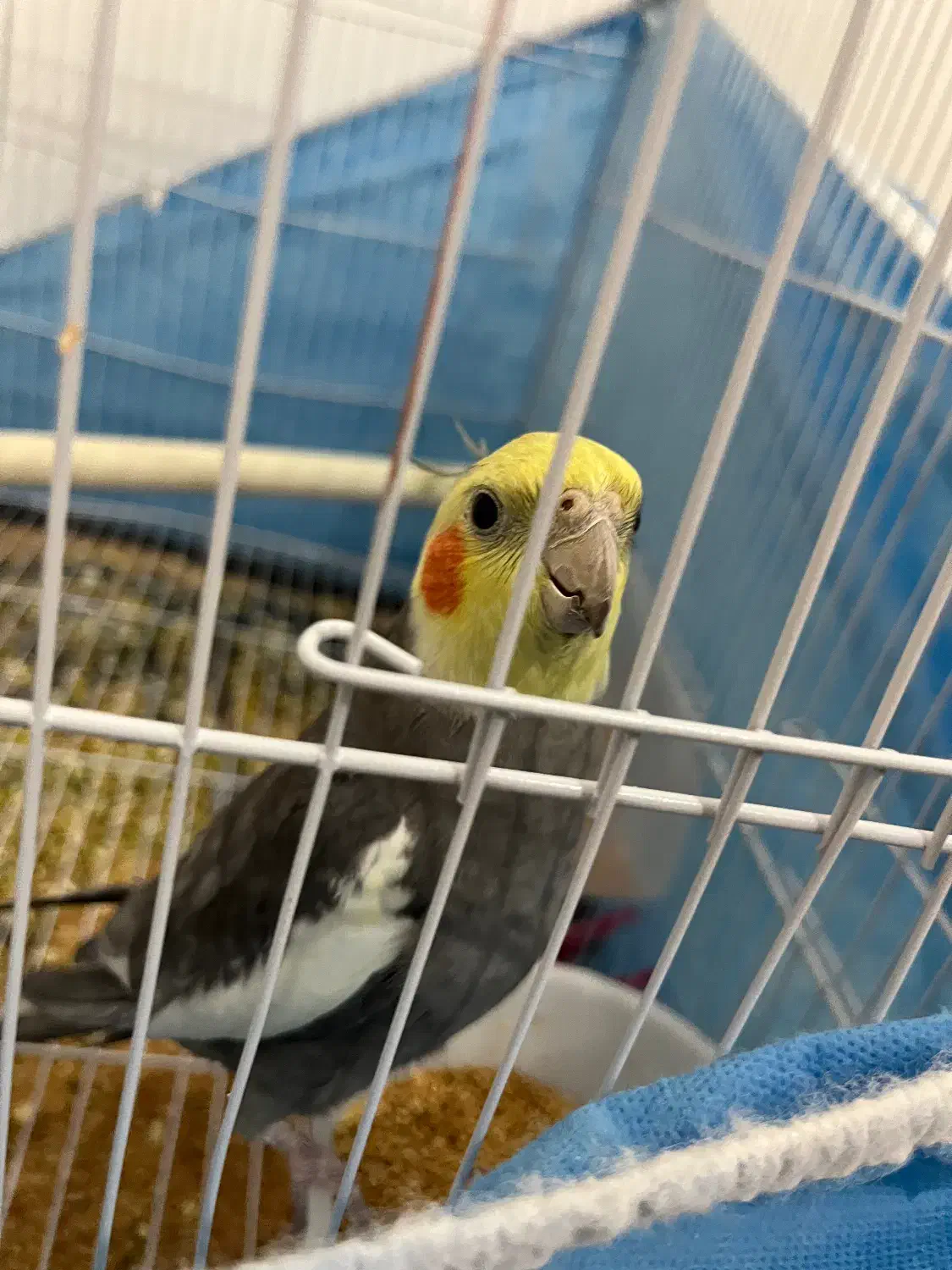 عروس هلندی|پرنده|نیشابور, شهرک بهداری|دیوار