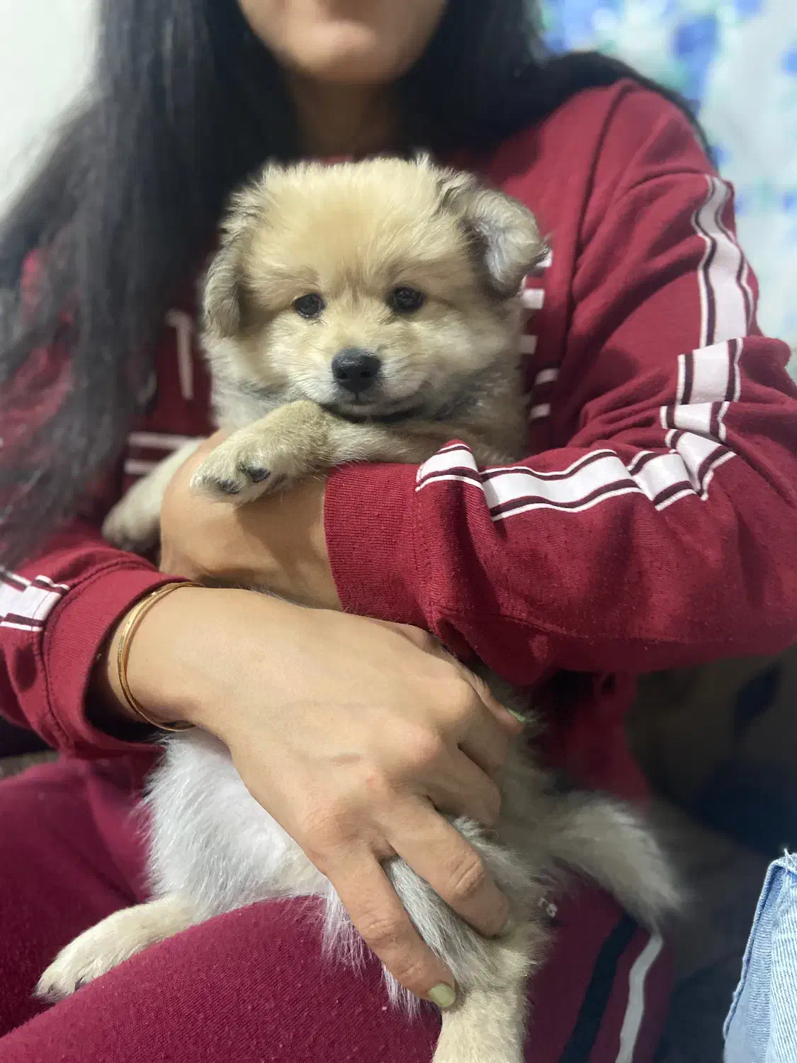 توله پامر معاوضه|سگ|رباط‌کریم, رباط‌کریم|دیوار