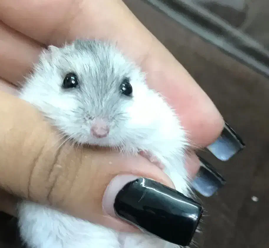 همستر کمپل خونگی|موش و خرگوش|اصفهان, صائب|دیوار