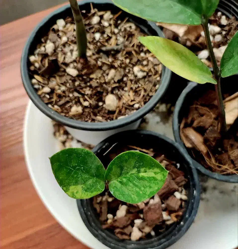 گل و کاکتوس|گل و گیاه طبیعی|شاهرود, |دیوار