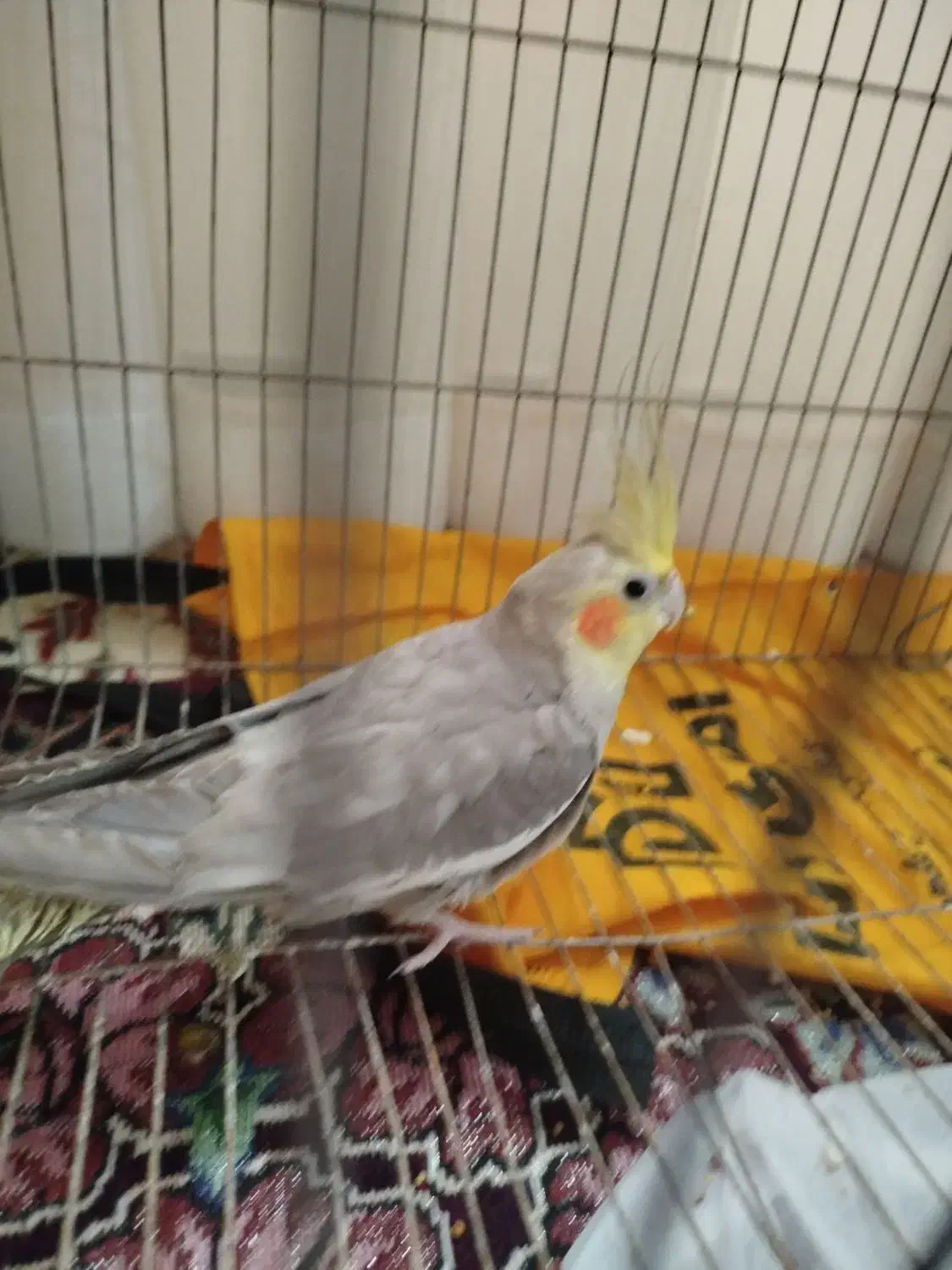 عروس هلندی نر جوان|پرنده|صوفیان, |دیوار