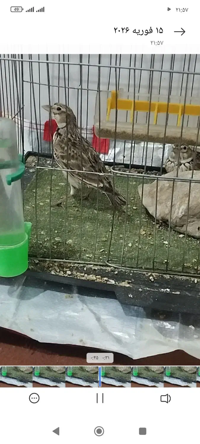 سهرخاکی|پرنده|نسیم‌شهر, |دیوار