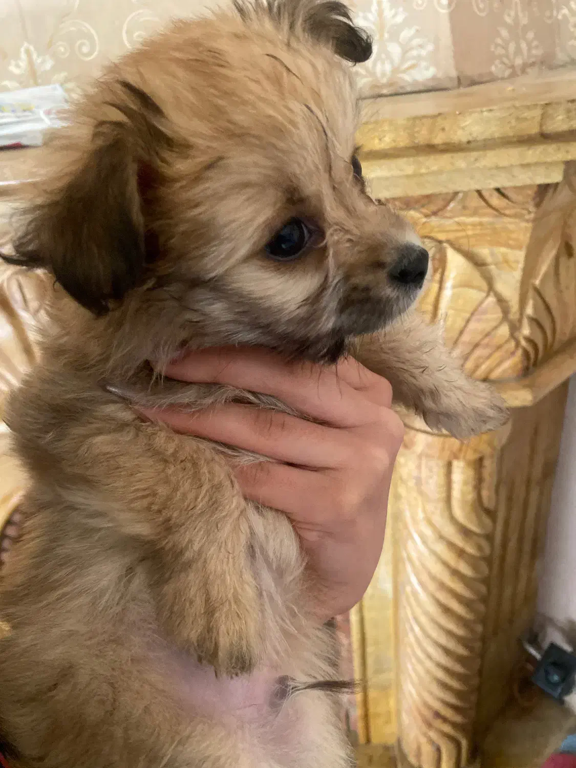 سگ پامر|سگ|کرمان, |دیوار