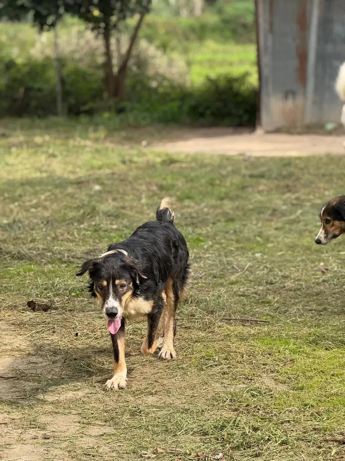 سگ بومی مو بلند|سگ|رشت, گلسار|دیوار