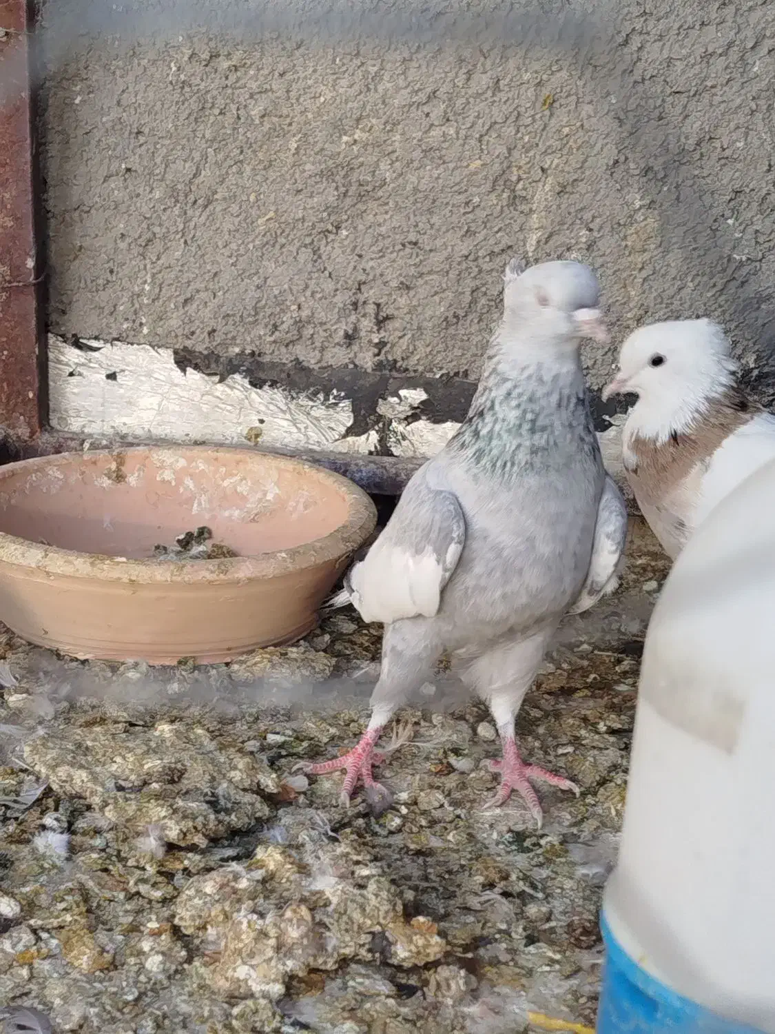 کفتر سینه ابی ماده|پرنده|مرودشت, فرهنگ|دیوار