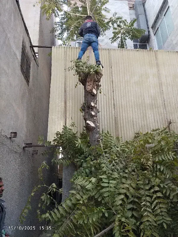 خرید انواع چوب وهرس کاری|خدمات باغبانی و درختکاری|مشهد, رسالت|دیوار